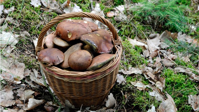 Chladné léto prospělo borůvkám i houbám
